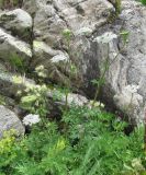 Macrosciadium alatum. Верхушки цветущих растений. Кабардино-Балкария, Эльбрусский р-н, долина р. Адылсу, ок. 2450 м н.у.м., близ скалы. 23.08.2017.
