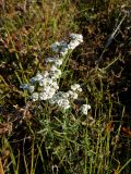 Achillea alpina