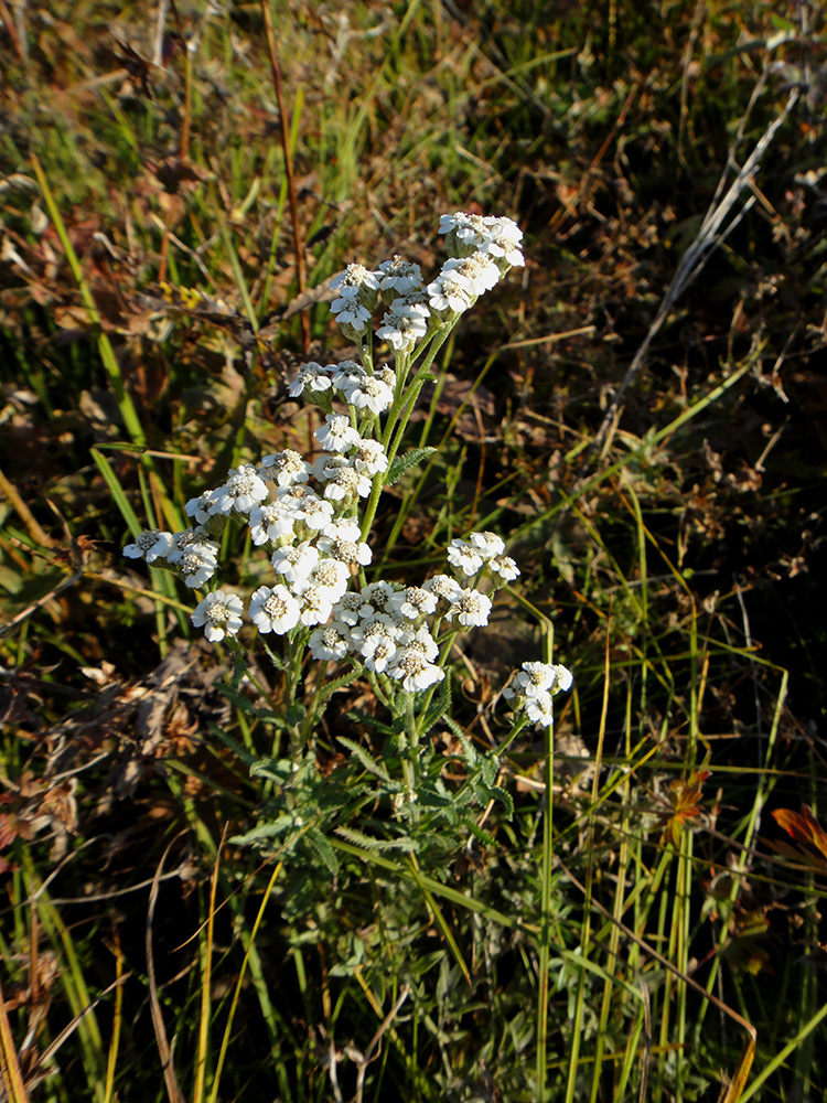 Image of Achillea alpina specimen.