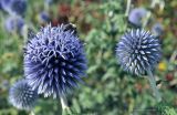 Echinops bannaticus