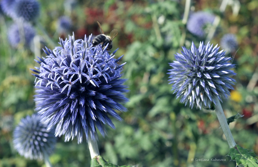 Image of Echinops bannaticus specimen.
