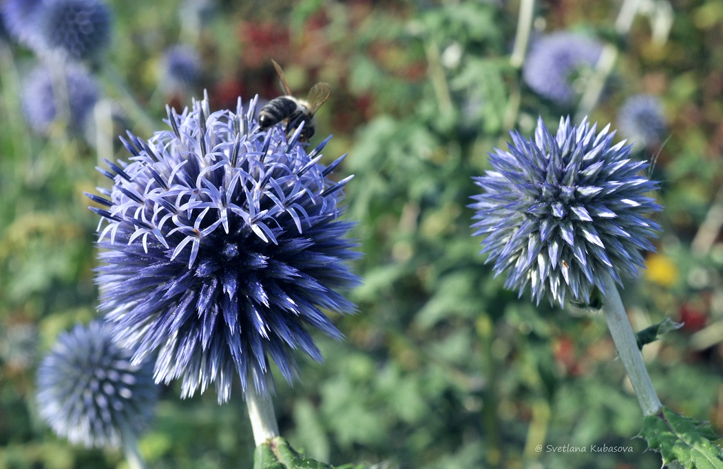 Изображение особи Echinops bannaticus.