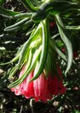 Lobostemon belliformis