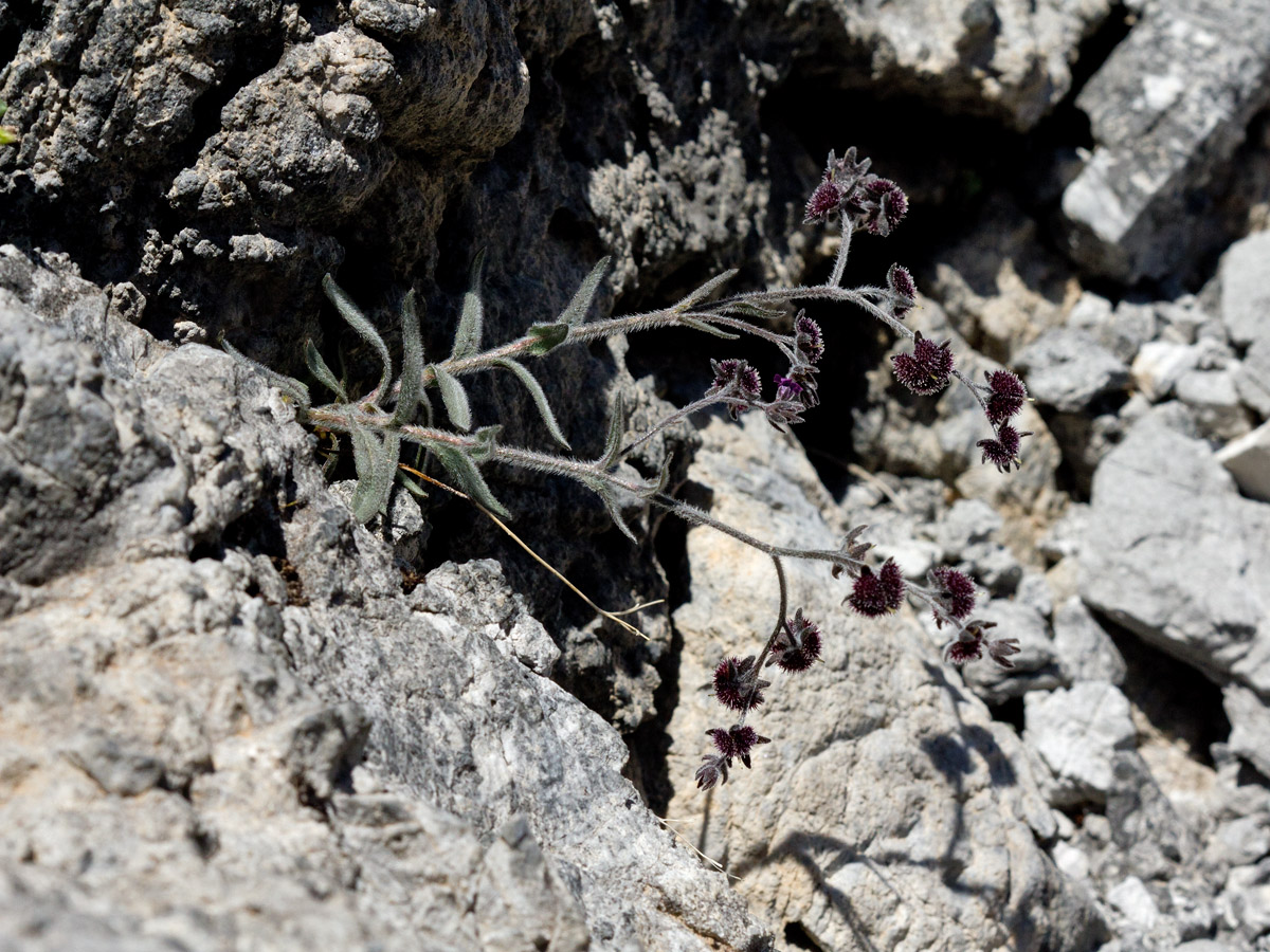 Image of Cynoglossum sphacioticum specimen.