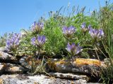 Astragalus skorniakowii