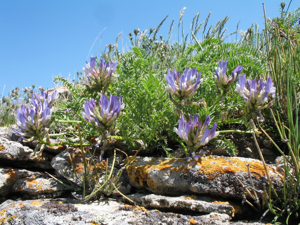 Изображение особи Astragalus skorniakowii.