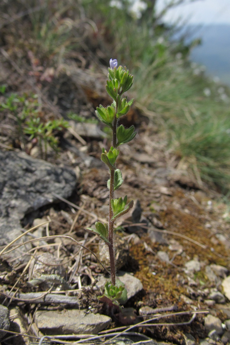 Изображение особи Veronica arvensis.