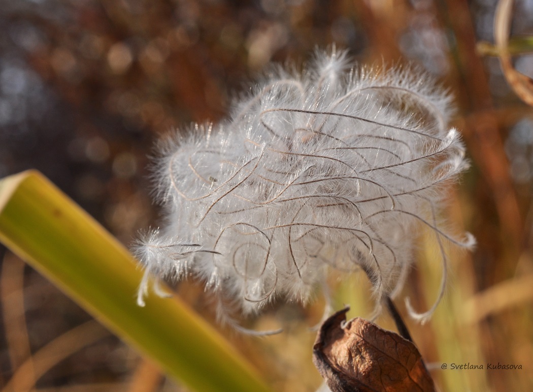 Image of Clematis integrifolia specimen.