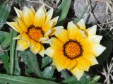 Gazania × hybrida