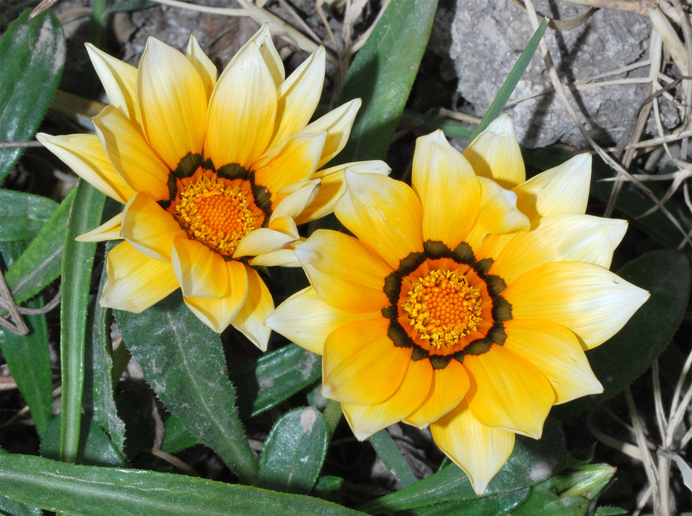 Изображение особи Gazania × hybrida.