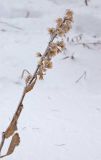 Solidago virgaurea. Верхушка заиндевевшего сухого побега с остатками соплодия. Башкортостан, Белорецкий р-н, Верхнеавзянский сельсовет, окр. с. Исмакаево, хр. Большой Шатак, ≈ 1000 м н.у.м, разреженный лиственный лес с преобладанием берёзы. 5 ноября 2017 г.