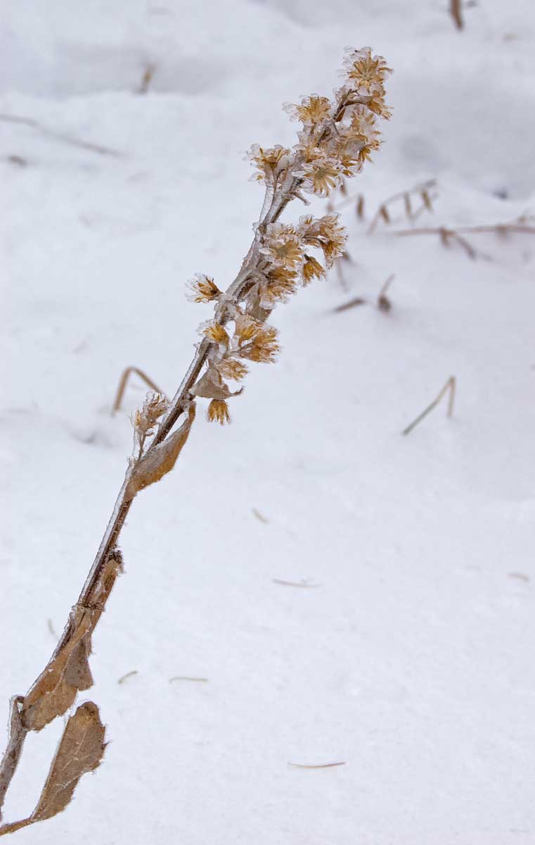 Изображение особи Solidago virgaurea.