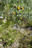 genus Hieracium. Цветущее растение. Мурманская обл., Кольский р-н, побережье Подпахтинской губы, приморский луг. 01.08.2017.