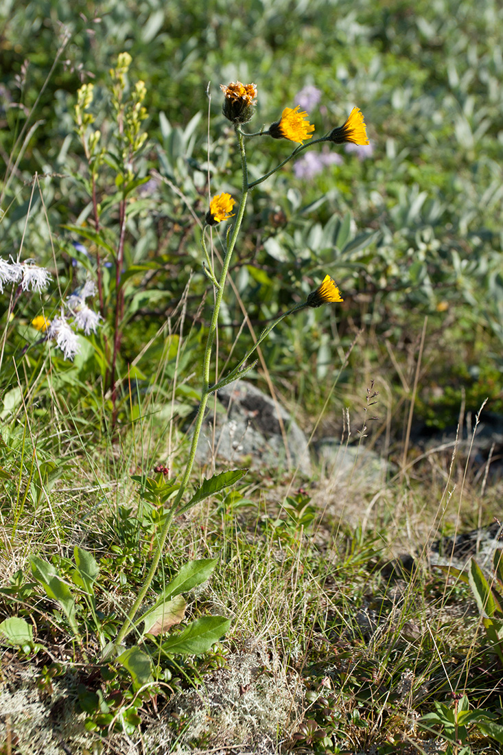 Изображение особи род Hieracium.