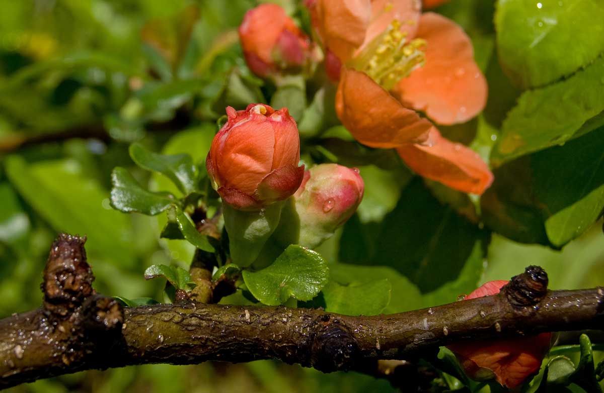 Image of Chaenomeles japonica specimen.