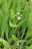 Veronica vindobonensis