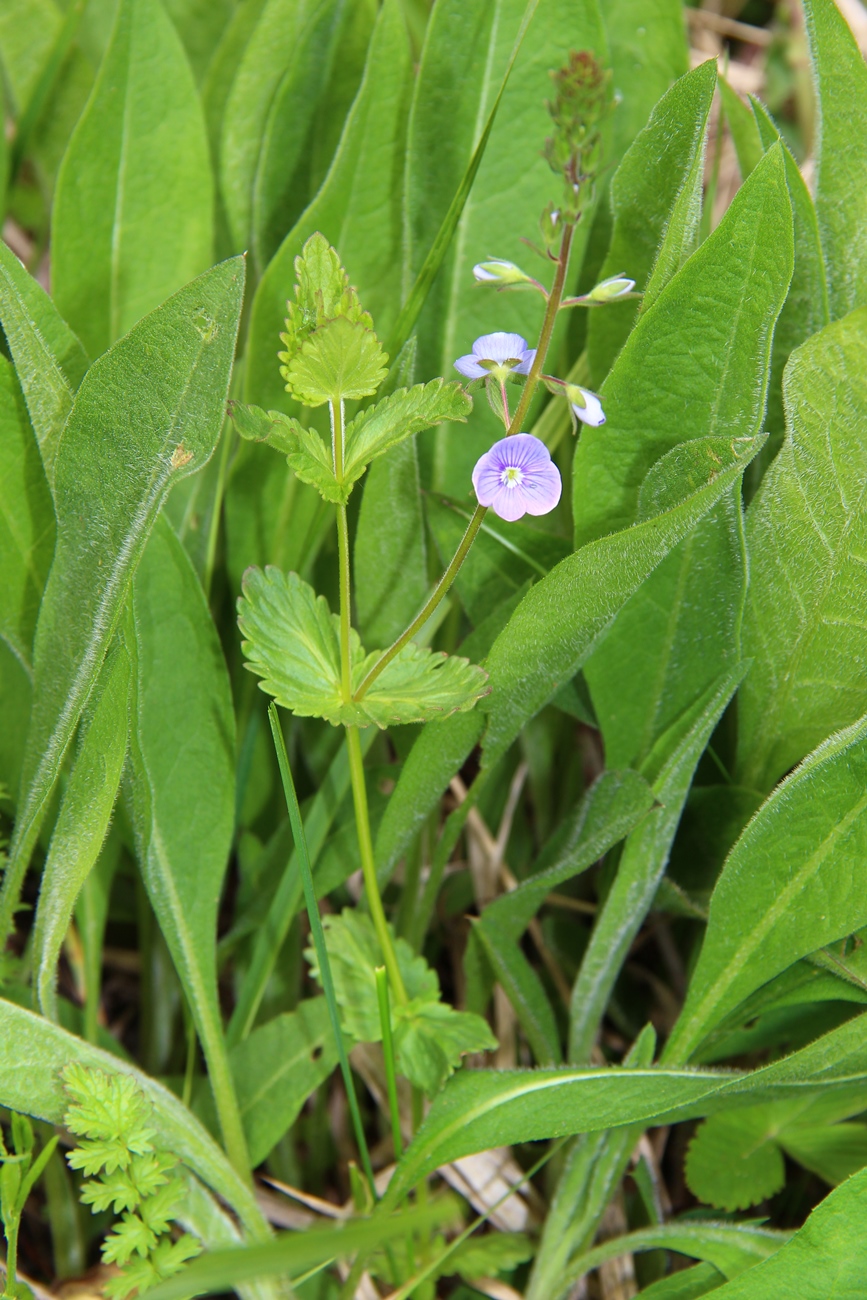 Image of Veronica vindobonensis specimen.
