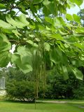 Catalpa bignonioides. Ветвь с плодами. Санкт-Петербург, Ботанический сад БИН РАН, в культуре. 21.08.2010.