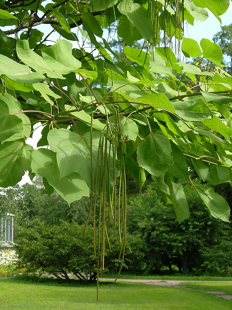 Image of Catalpa bignonioides specimen.