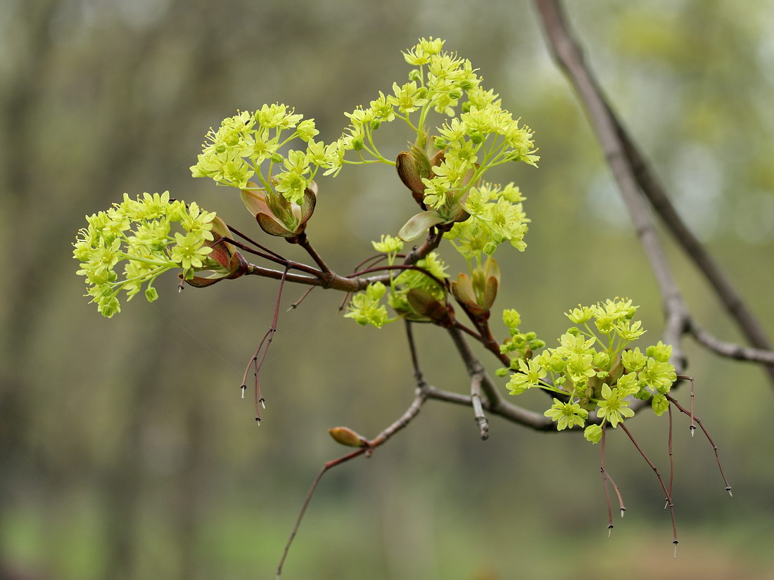 Image of Acer platanoides specimen.