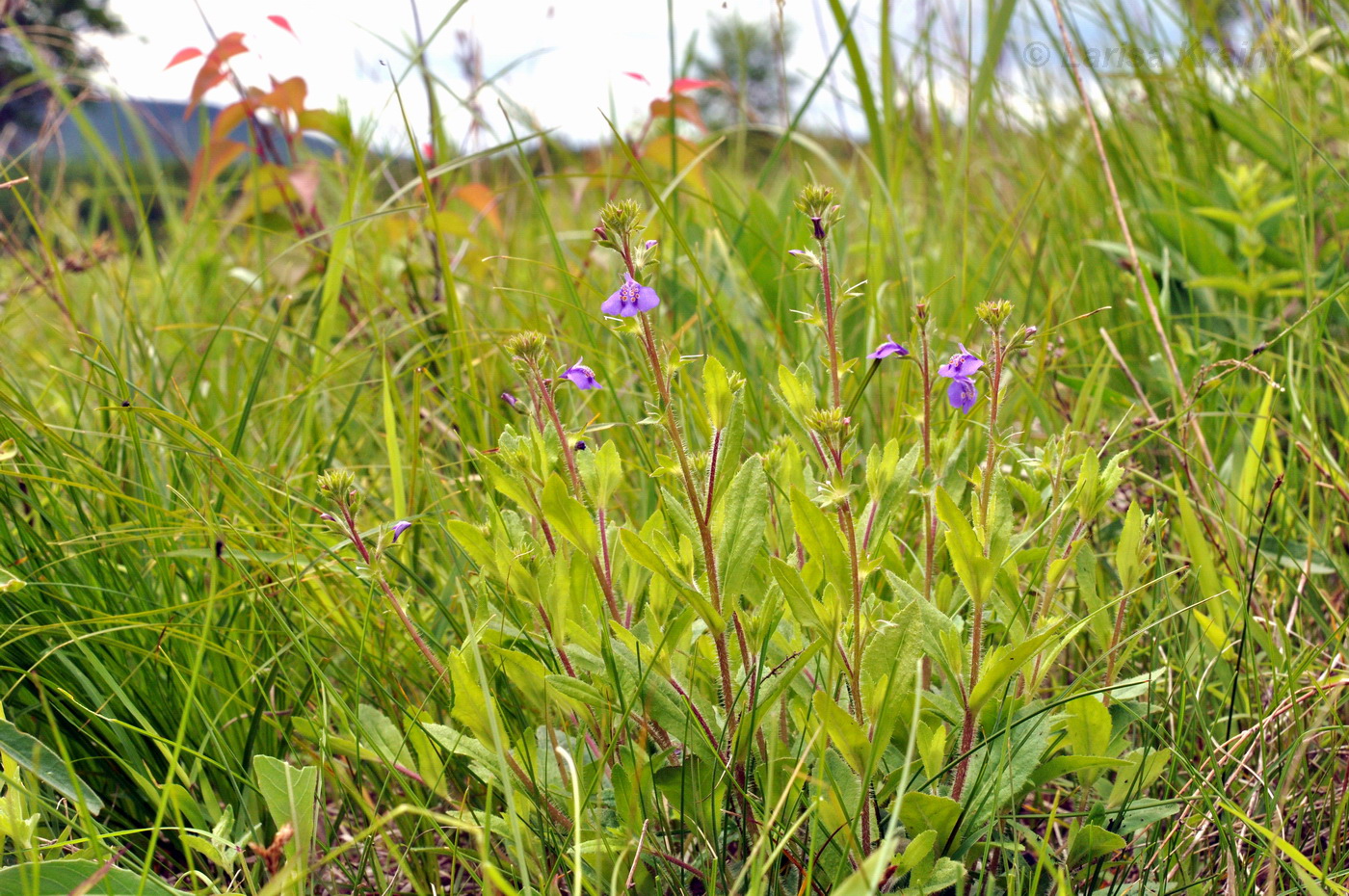 Image of Mazus stachydifolius specimen.