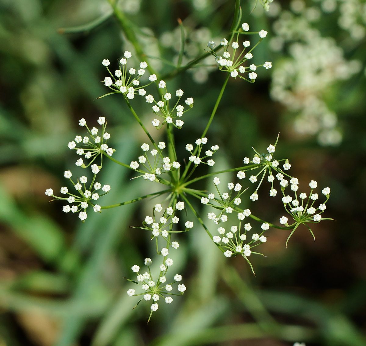 Image of Falcaria vulgaris specimen.