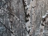 Betula pendula