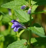Scutellaria galericulata. Часть цветущего побега с сидящим насекомым. Восточный Казахстан, г. Усть-Каменогорск, берег р. Ульба, влажный луг. 03.08.2017.