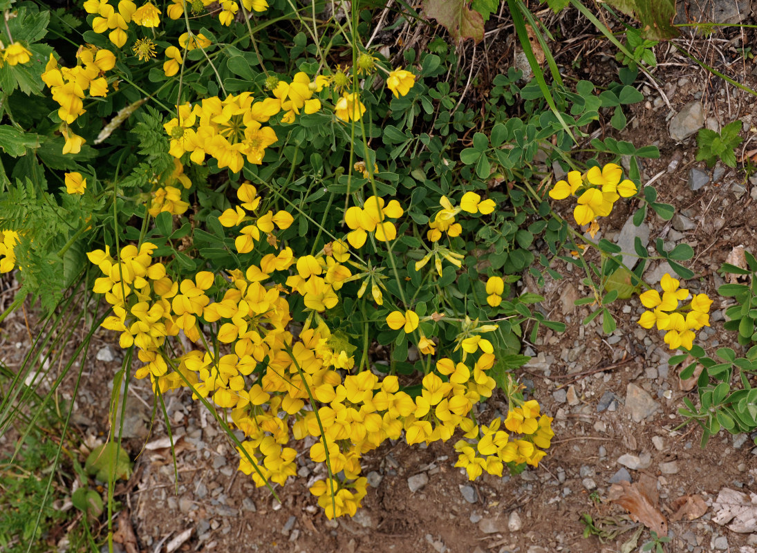 Image of Coronilla coronata specimen.