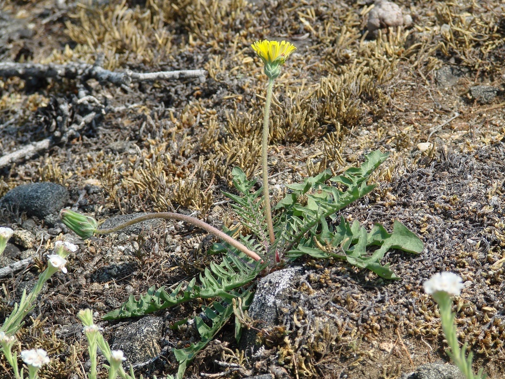 Image of Taraxacum dissectum specimen.