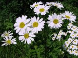 Pyrethrum corymbosum