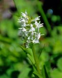 genus Dactylorhiza. Верхушка побега с соцветием. Абхазия, Рицинский реликтовый национальный парк, долина р. Аджарра, ≈ 1900 м н.у.м., влажный луг на берегу реки. 12.07.2017.