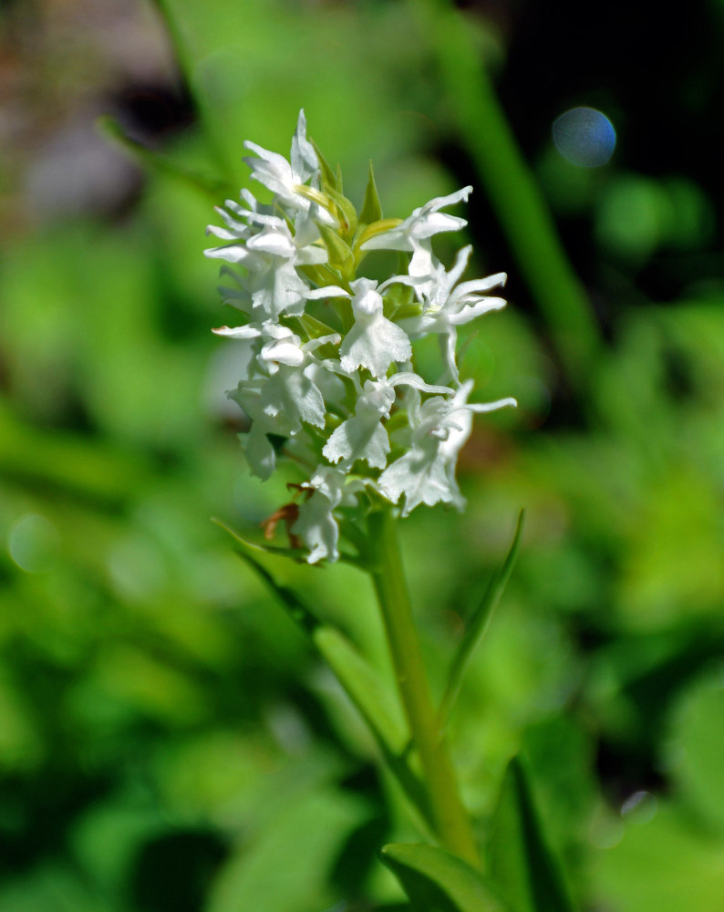 Изображение особи род Dactylorhiza.