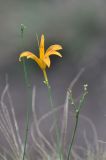 Hemerocallis fulva