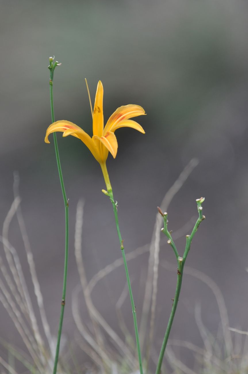 Изображение особи Hemerocallis fulva.