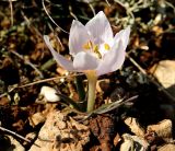 Colchicum triphyllum