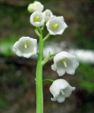 Convallaria majalis