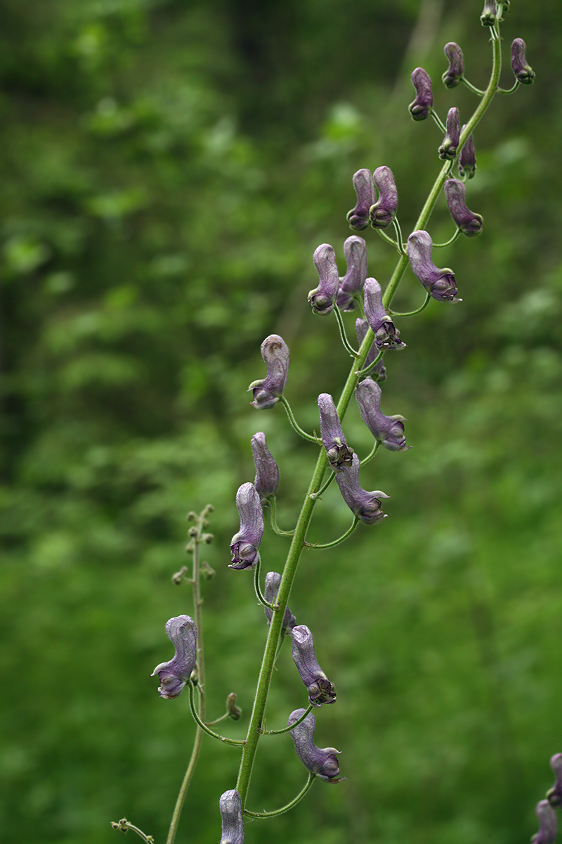 Image of Aconitum septentrionale specimen.