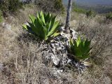 Agave salmiana