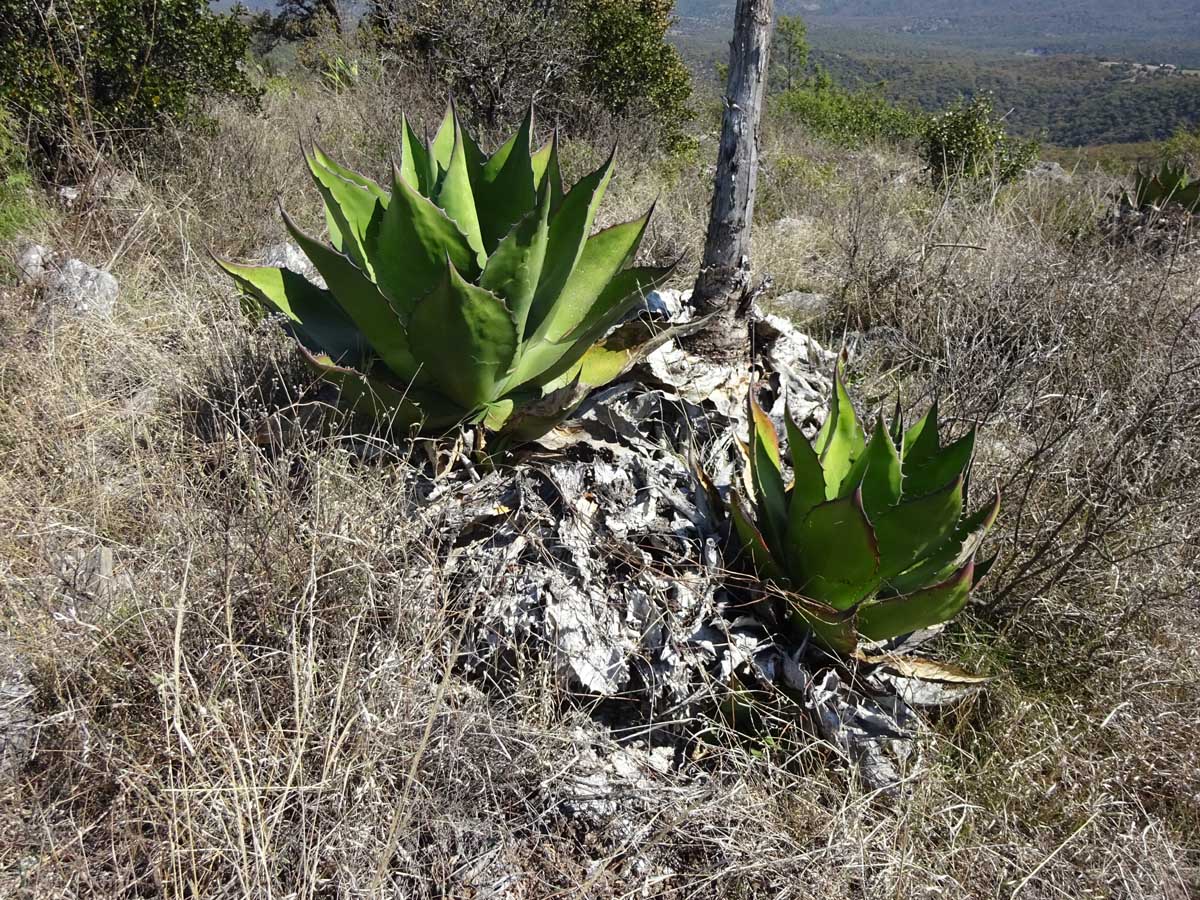 Изображение особи Agave salmiana.