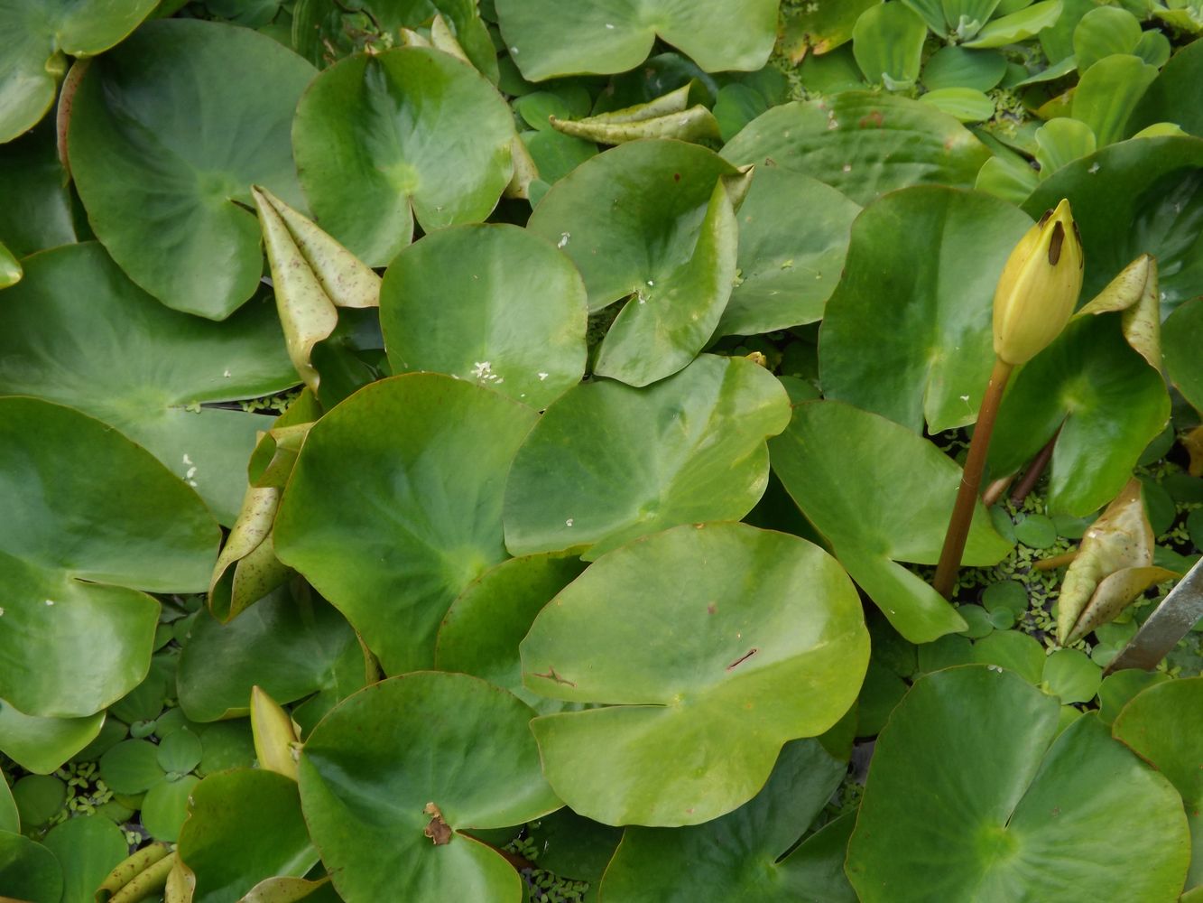 Image of Nymphaea mexicana specimen.
