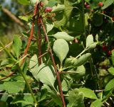 Berberis sphaerocarpa