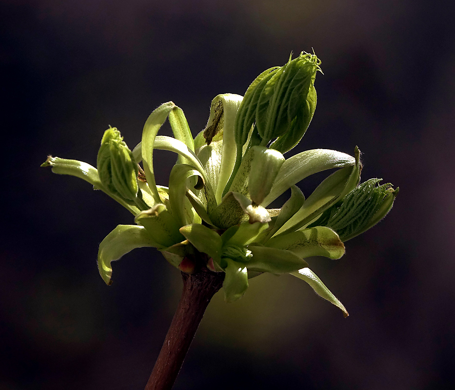 Image of Acer platanoides specimen.