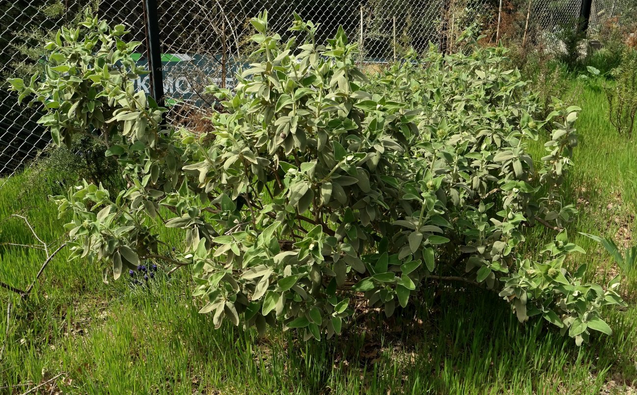 Изображение особи Phlomis fruticosa.
