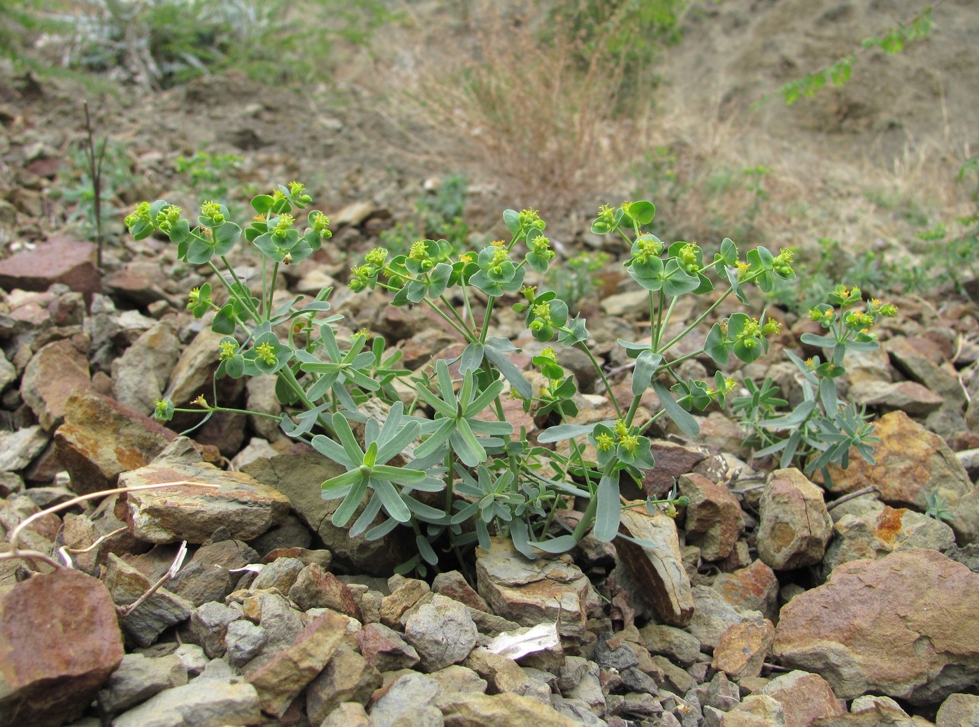 Изображение особи род Euphorbia.