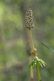 Equisetum sylvaticum. Верхушка спороносящего побега. Костромская обл., Судиславский р-н, окр. дер. Антипино, опушка леса. 15.05.2018.