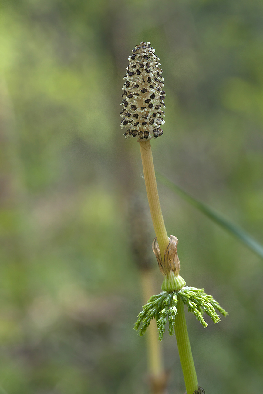 Изображение особи Equisetum sylvaticum.