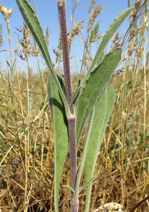 Image of Silene wolgensis specimen.