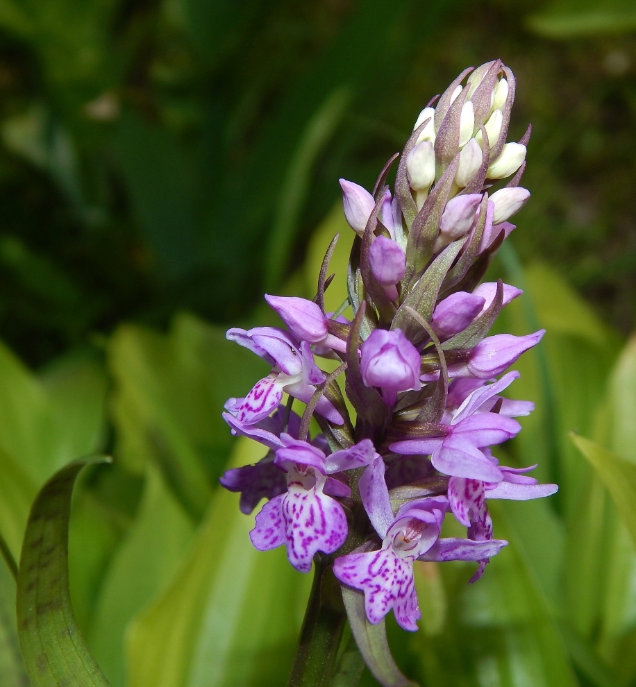 Image of Dactylorhiza baltica specimen.