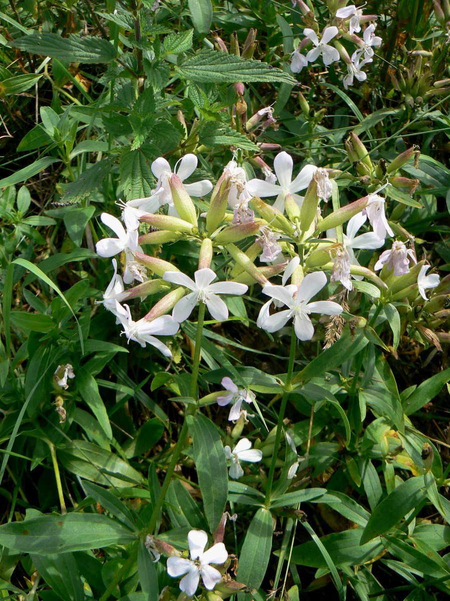 Image of Saponaria officinalis specimen.